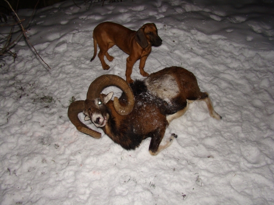 8 ročný- dlžka 94 cm