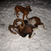 8 ročný- dlžka 94 cm