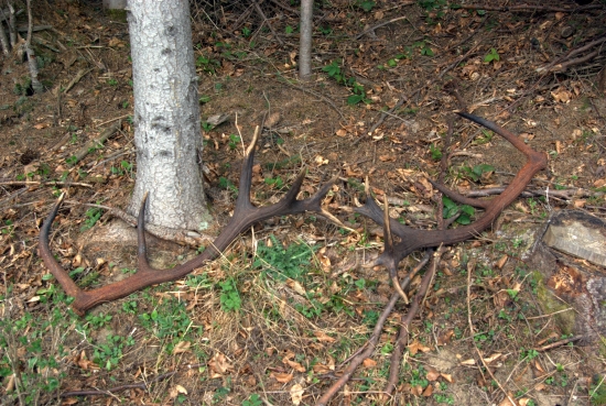 nepravydelny14 torak