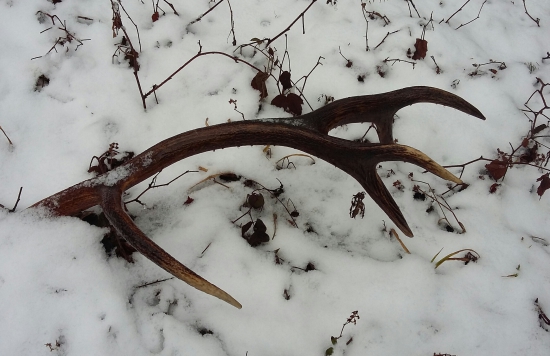 A mám páru, 115 cm