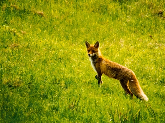 Líška