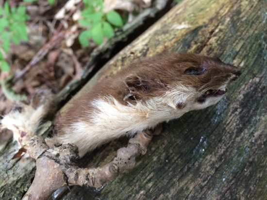 Čo ju mohlo uloviť ?