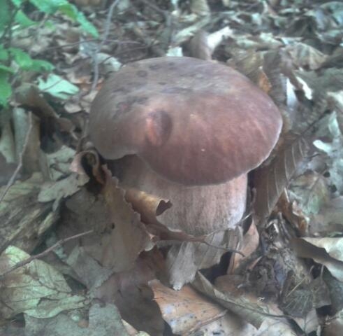 Prisiel mi na chut...