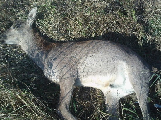 Co sa jej prihodilo ??