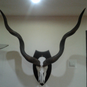 KUDU