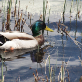 Už takmer Jarná...