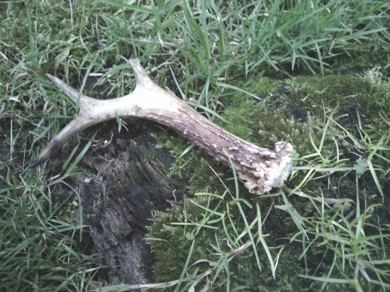 Ďalší Kamarát...