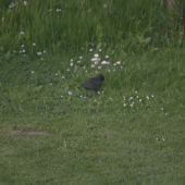 zakrádajúci sa drozd v našom dvore
