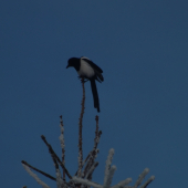 straka čiernozobá2