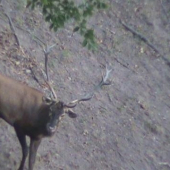 nepr. štrnástorák