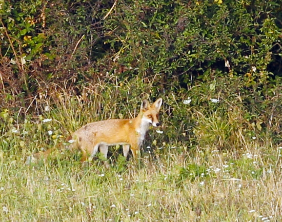 líštička
