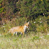 líštička