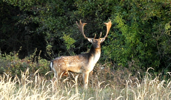 lesná zver