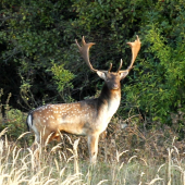 lesná zver