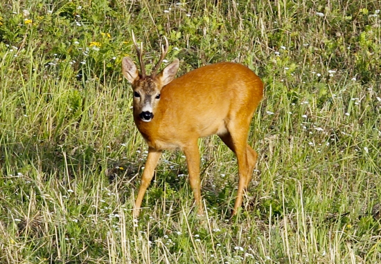 lesna zver