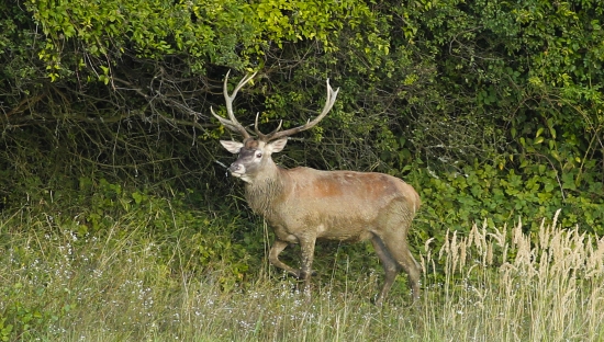 večer