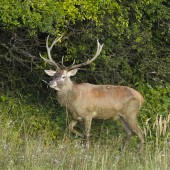 večer