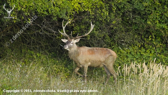 večer