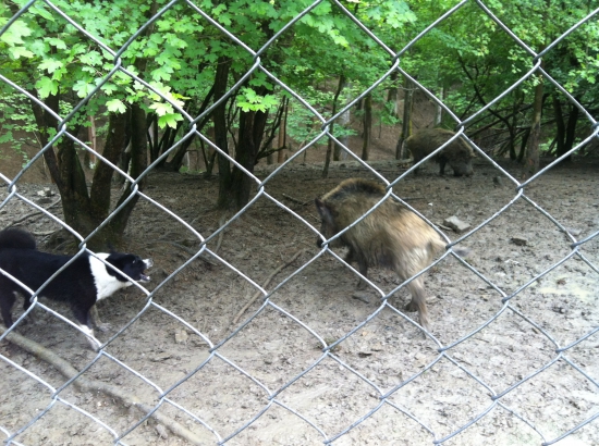 tréning - KMP, Aria