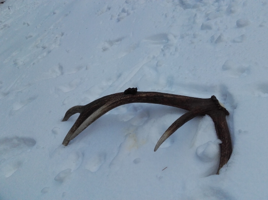 liska si ho oznackovala...