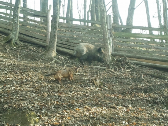 Arika  prvy krat v oplotku