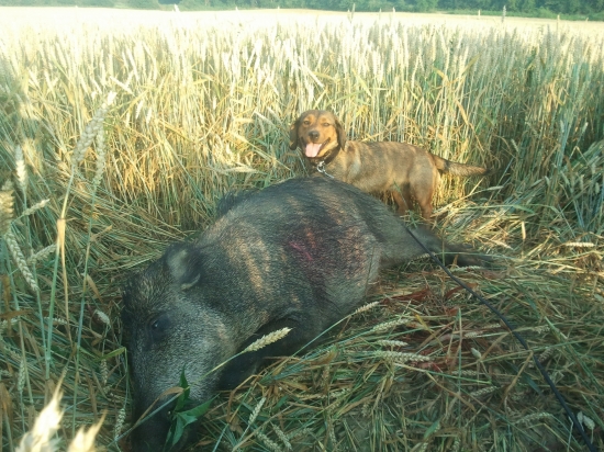 oplatilo sa nam vstavat