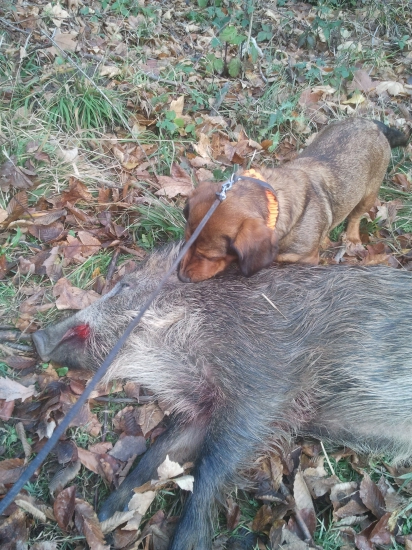 1. spolocna polovacka tento rok