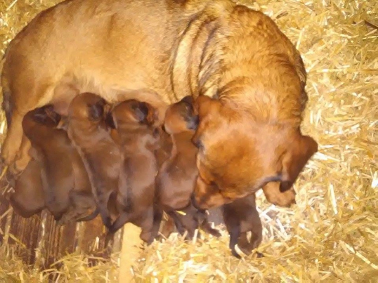 Šteniatka AJD - už sú nám dva týždne