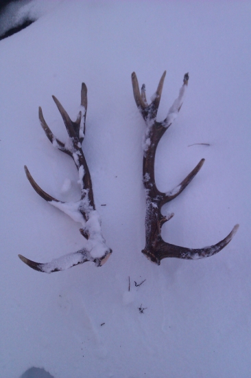 ani sneh van nepomohol...