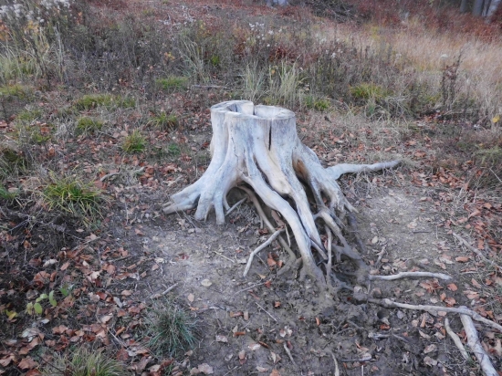 solisko