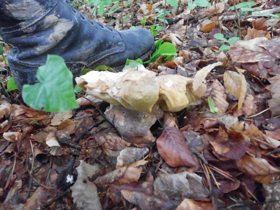 uz rastu ale prisiel som neskoro