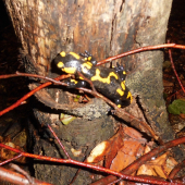 salamandra
