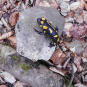 salamandra