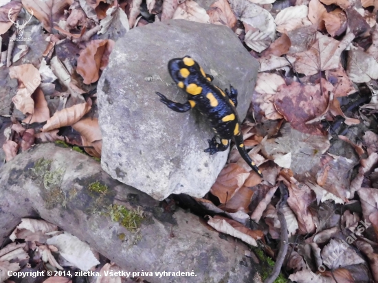 salamandra