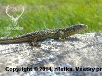 jašterička