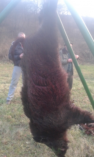 Diviačik a ide sa lupať