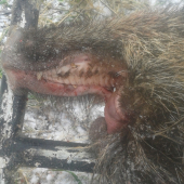 Lanštiak bez sánky