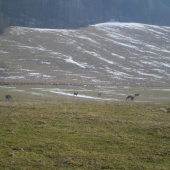 Pasu sa