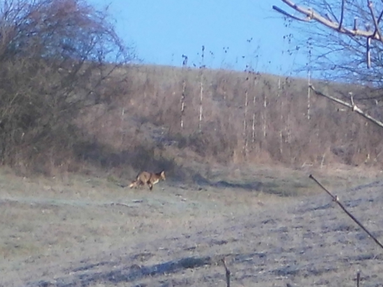 lištička