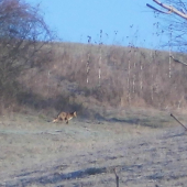 lištička
