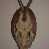 Srnec 3