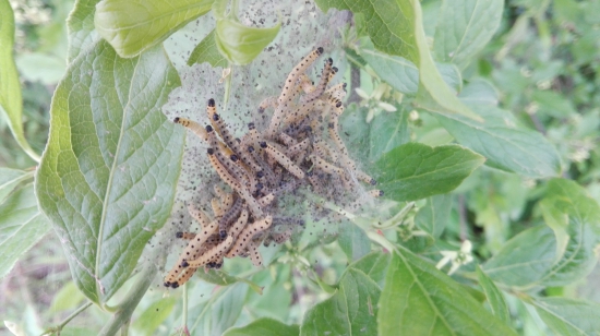 Larvy priadzovca čremchového