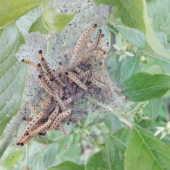 Larvy priadzovca čremchového