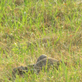 skrytý neskrytý idem