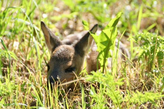 Bambi