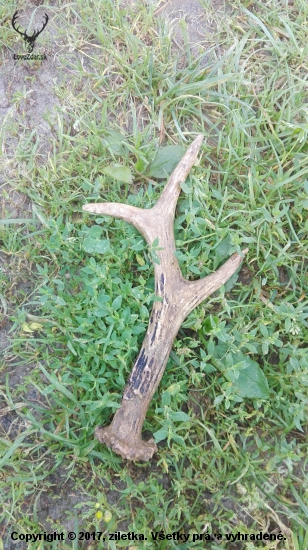 Starší kusok