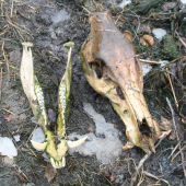 Kanček