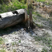 Ošetrenie soliska