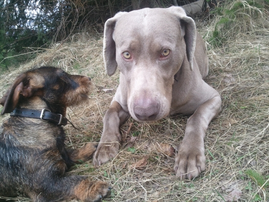 najlepší kamaráti