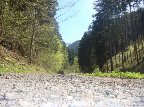 cesta